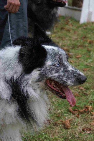 foire-haricots 2011-09-17et18